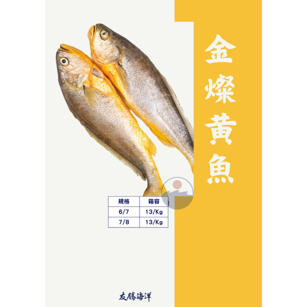 金燦大黃魚 友騰海洋